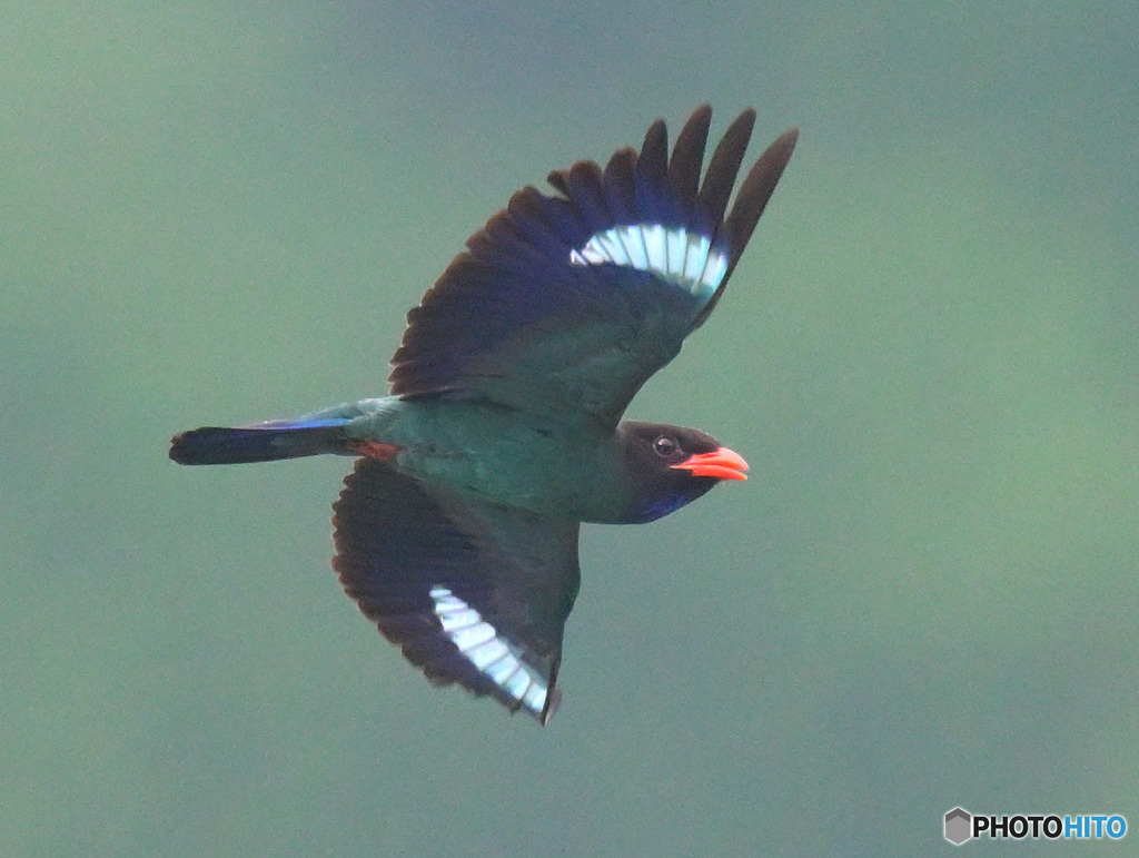 ７月のブッポウソウ③