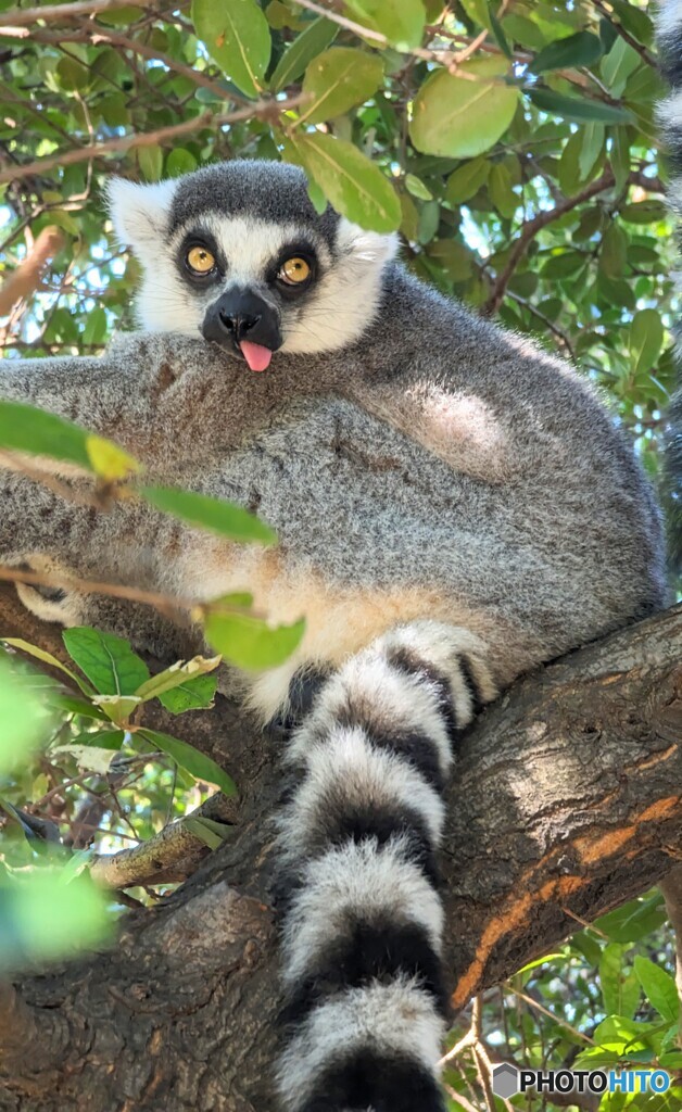 毎日暑くてかなわんわあ