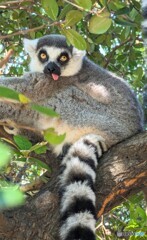 毎日暑くてかなわんわあ