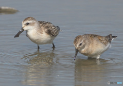 ヘラシギとお仲間