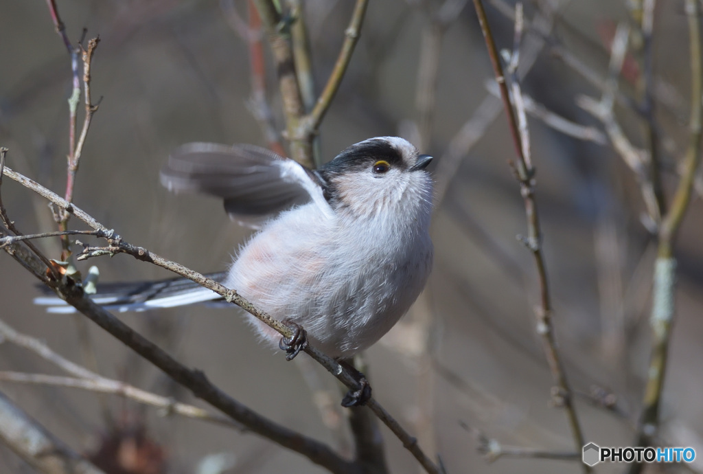 本日のエナガさん