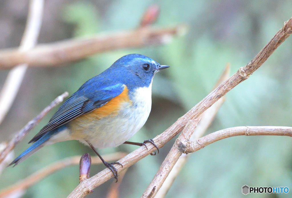 ルリビタキ君2022