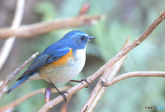 ルリビタキ君2022