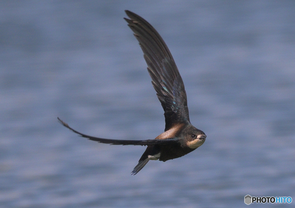 ハリオアマツバメ2022②