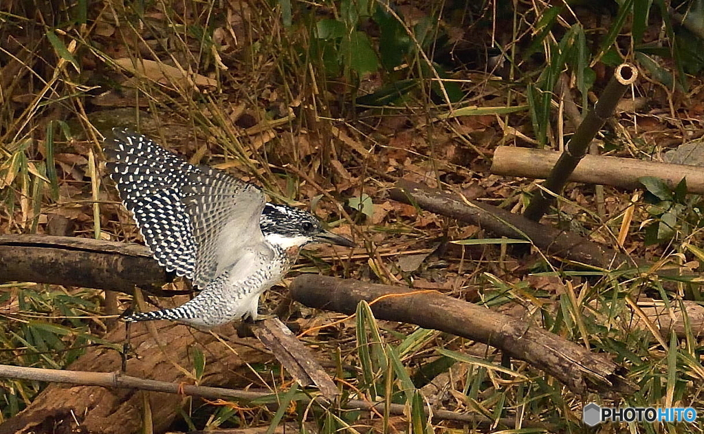 ヤマセミまで80m⑥