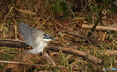 ヤマセミまで80m⑥