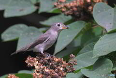 初めてのサメビタキ