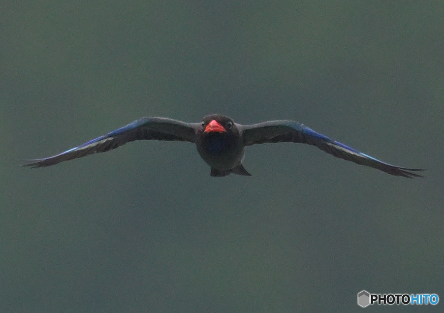 7月のブッポウソウ㉟