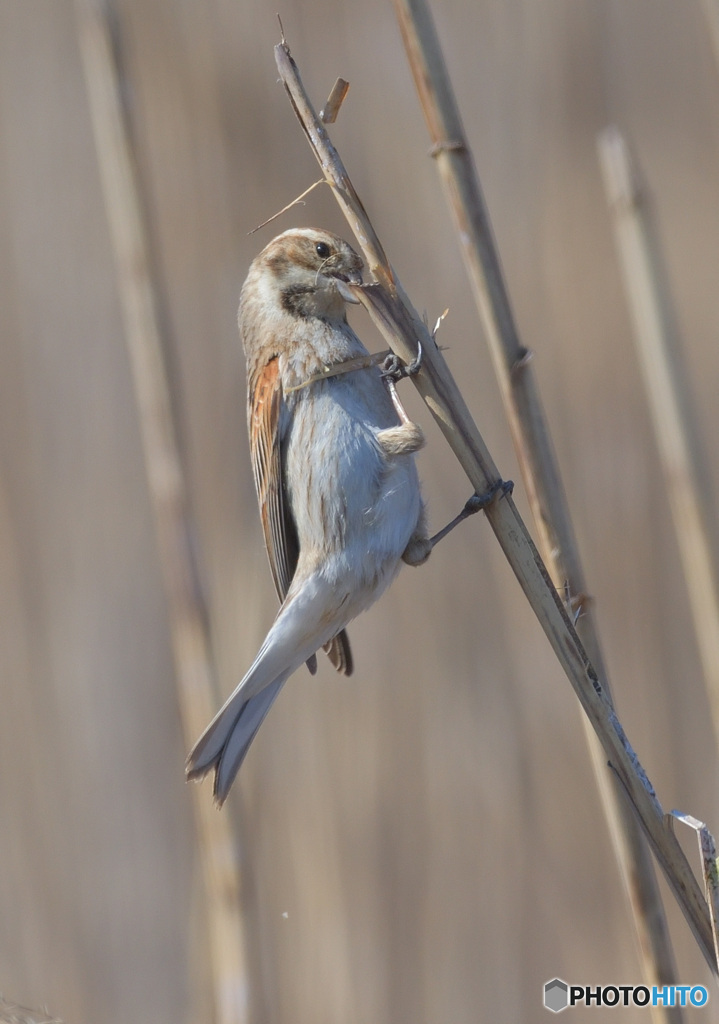 初めてのオオジュリン