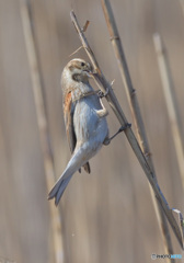 初めてのオオジュリン