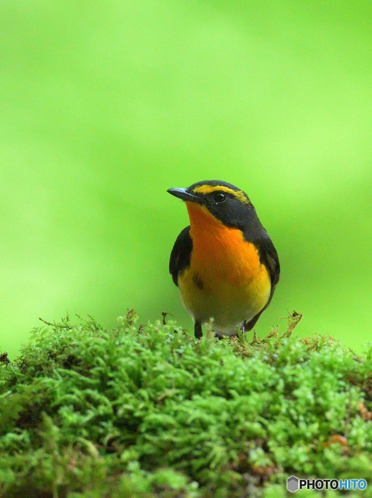 在庫のキビタキ君②