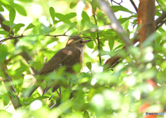 きみマミチャジナイじゃない？