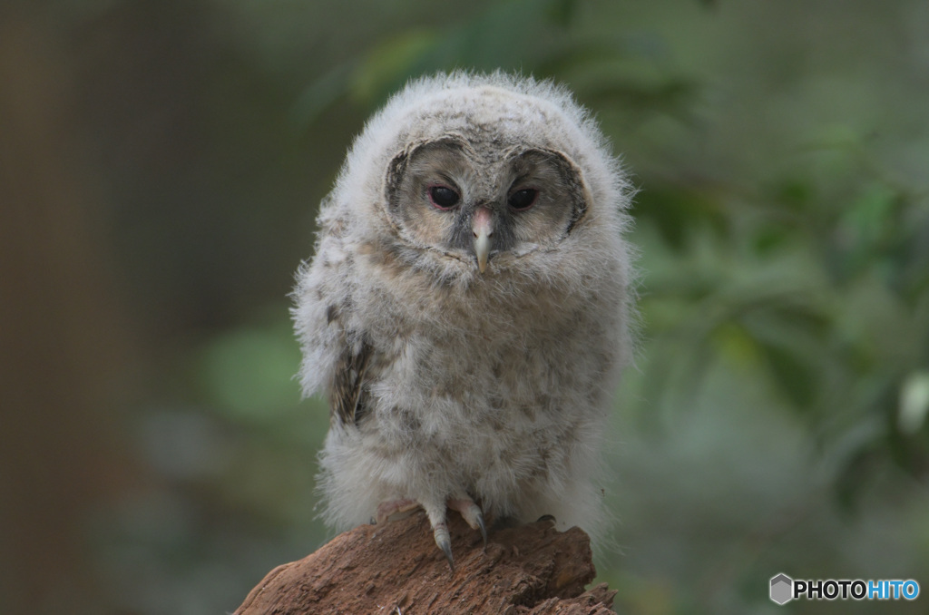 フクロウの幼鳥さん