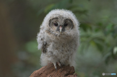 フクロウの幼鳥さん