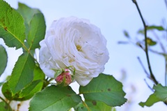 白い花薔薇2