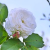 白い花薔薇2