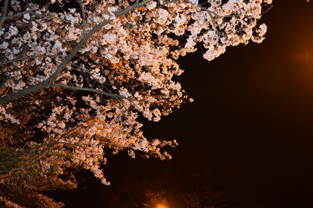 夜桜