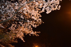 夜桜