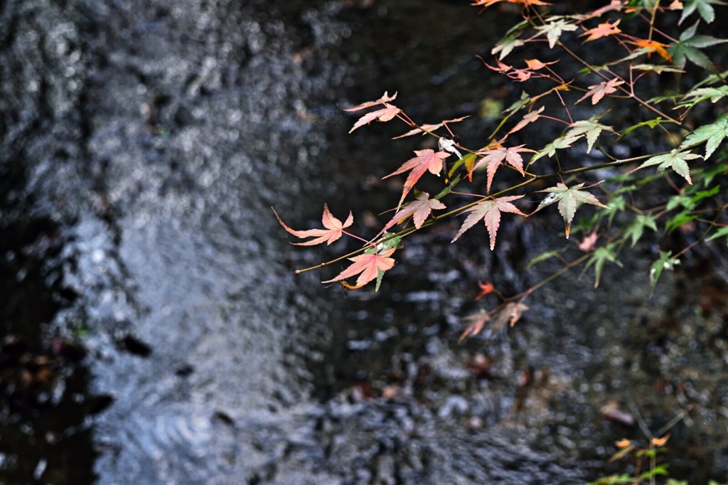 紅葉狩り