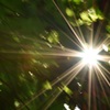 森からの太陽