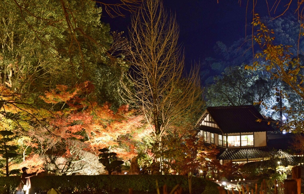 紅葉ライトアップ