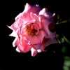 i薔薇