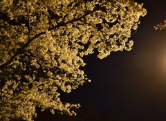 夜桜