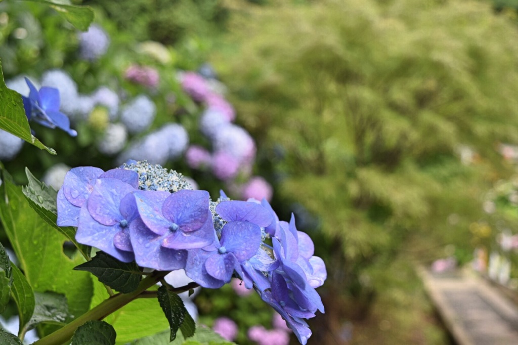 紫陽花2