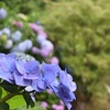 紫陽花2