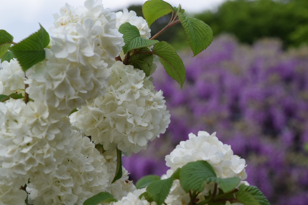 紫陽花と藤