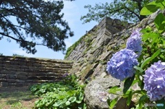 萩城跡と紫陽花
