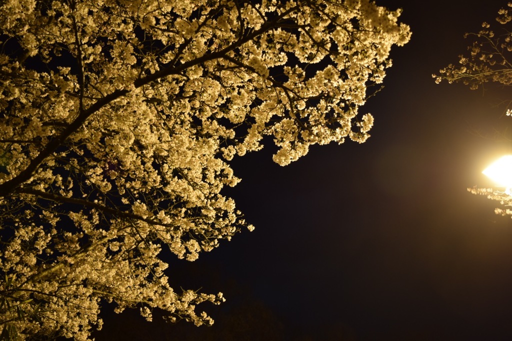 夜桜