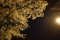 夜桜