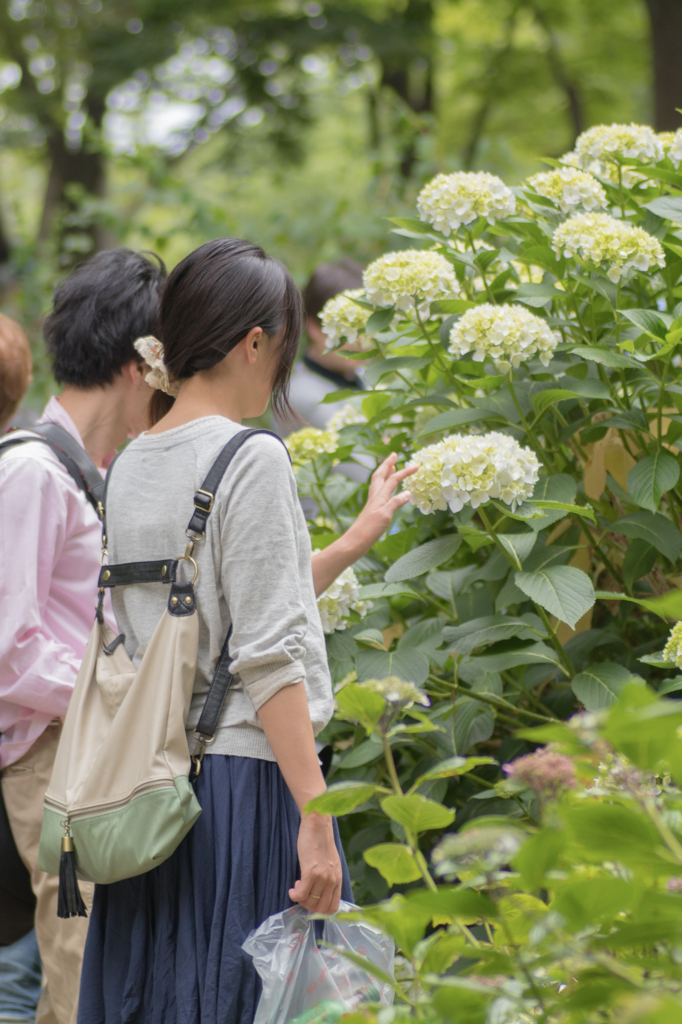 見頃の紫陽花