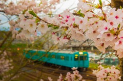春のワンマン電車