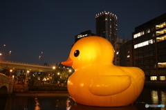 ラバーダック in　大阪