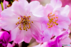 桜咲く