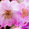 桜咲く