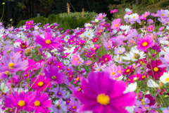 コスモス　一面の花束