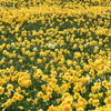 お花畑で・・・