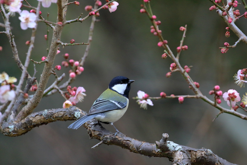 春・梅・小鳥Ⅴ