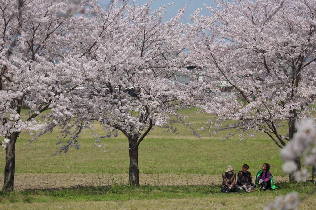桜の木の下で