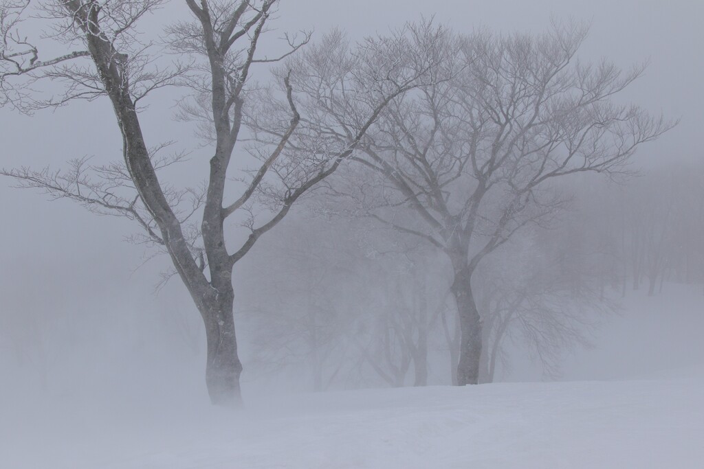 雪煙る