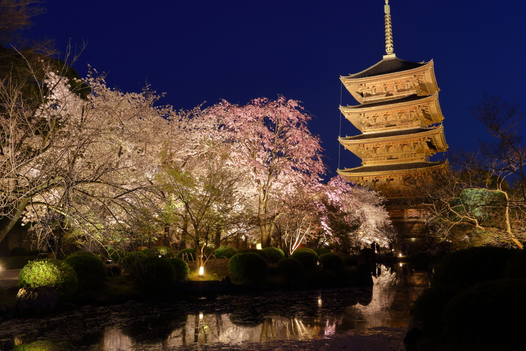 東寺 夜桜ライトアップ By ともたかサーフ Id 写真共有サイト Photohito