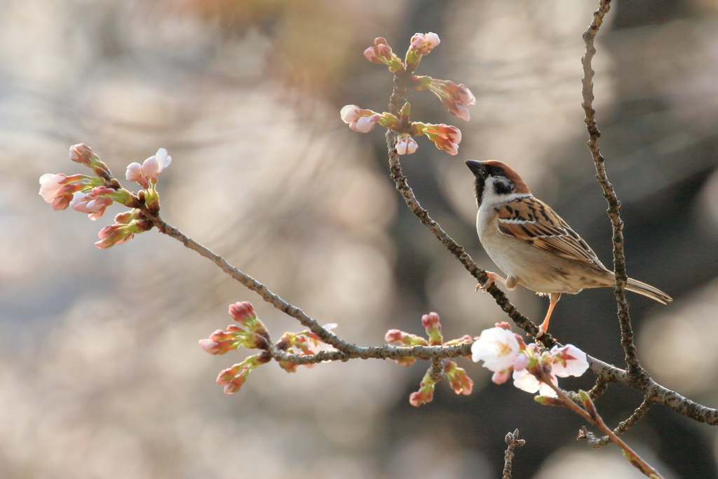 桜の中でⅡ