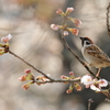 桜の中でⅡ