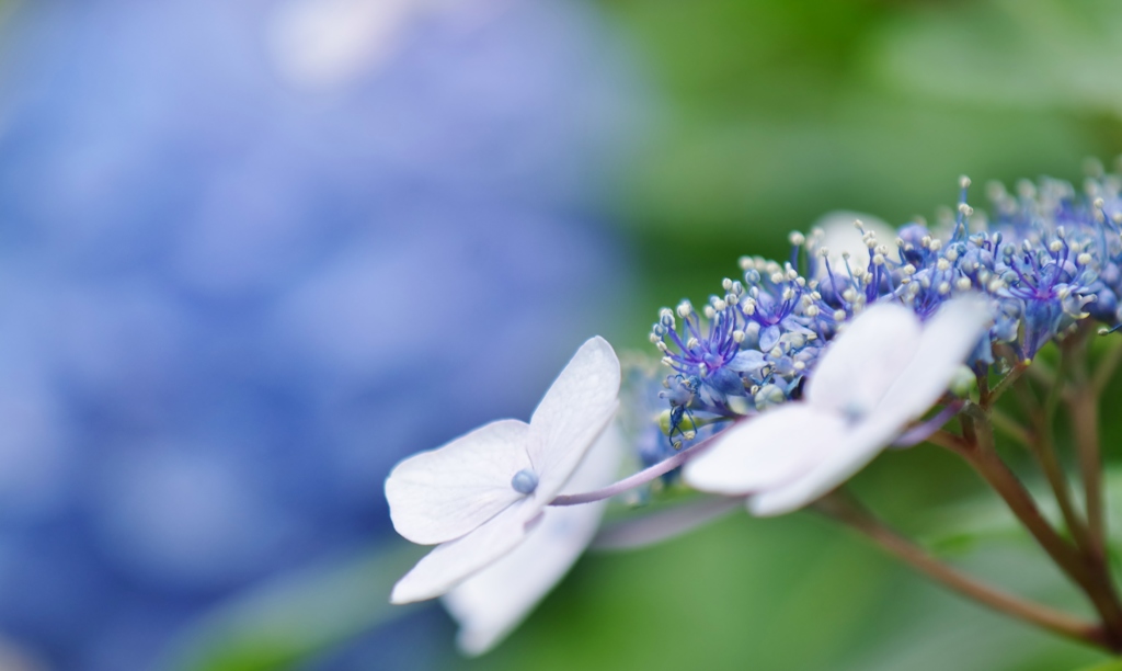 よひらの花