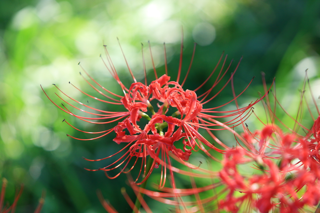 天界の花　～桂浜園地の彼岸花Ⅰ～