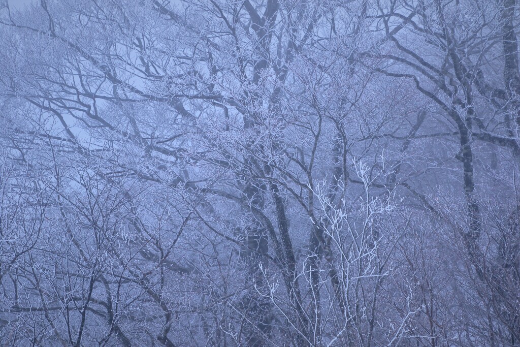 凍てつく森 By ともたかサーフ Id 写真共有サイト Photohito