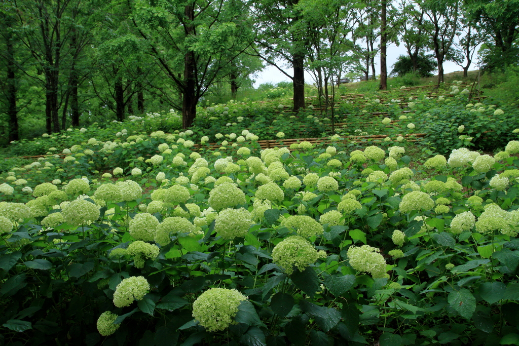 アナベルの森　～神戸市森林植物園Ⅲ～